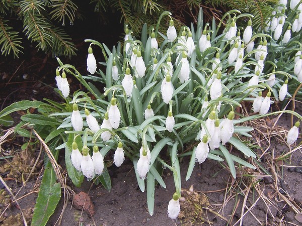 Snowdrops