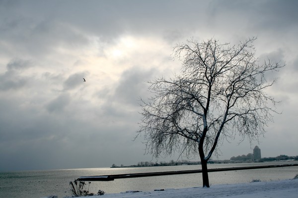 Lone Tree