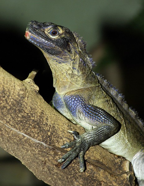 Iguana.