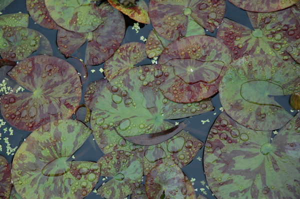 rain and pond