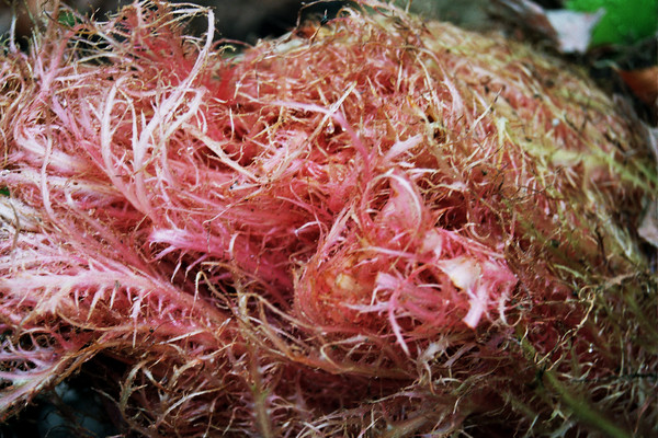 gunnera seed 