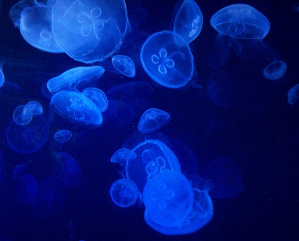 Jelly fish