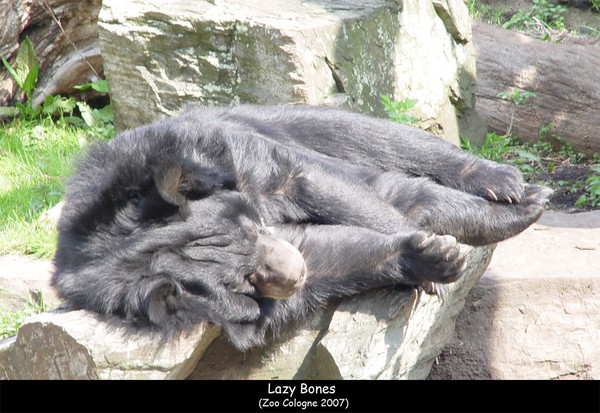 Lazy Bones