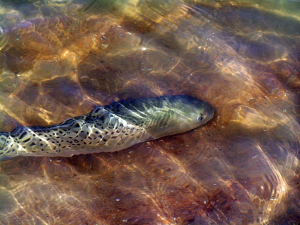 Speckled-Trout5