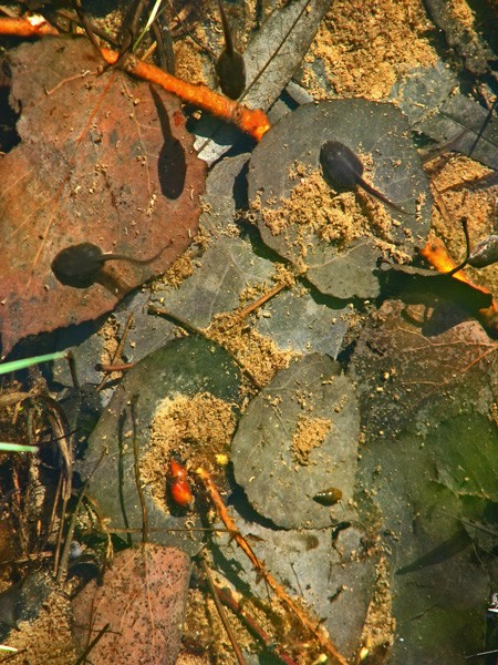 Tadpoles 1