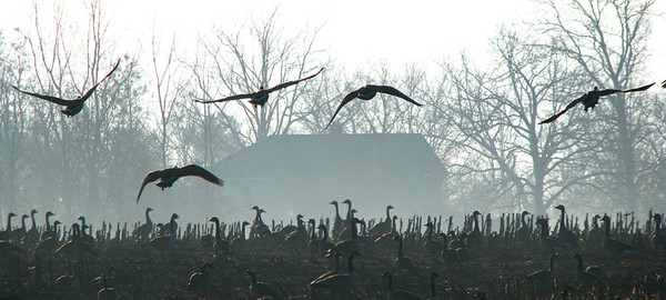 Flocking up