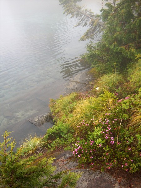 Pink Mountain Heather