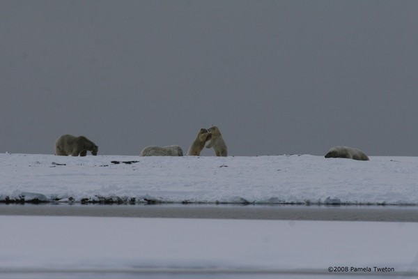 Dance of the Bears