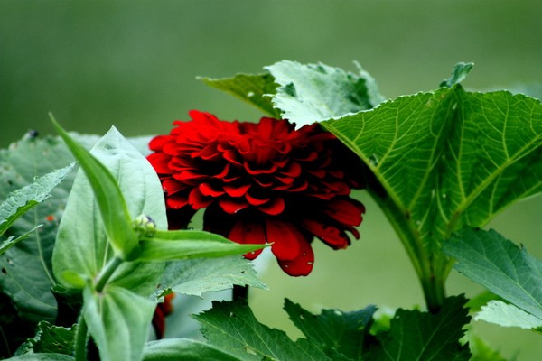 Hidden beauty