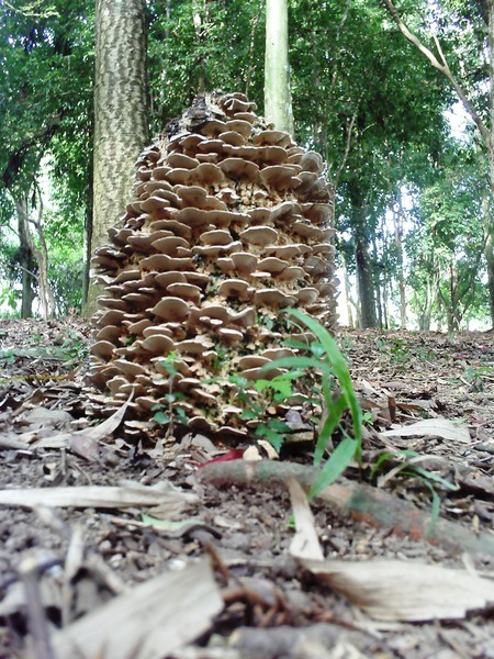 BABEL TOWER