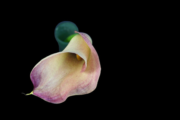 lily