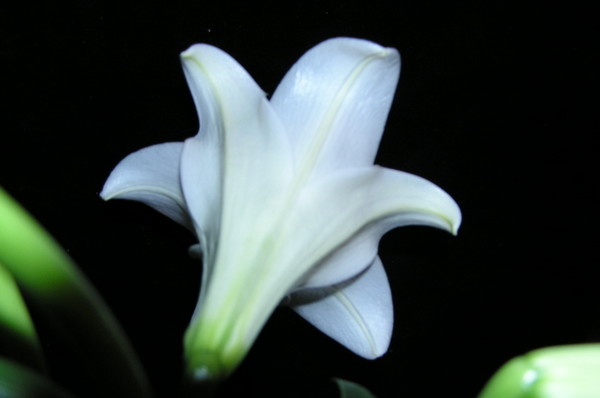 A DIFFERENT PERSPECTIVE OF THE LILLY