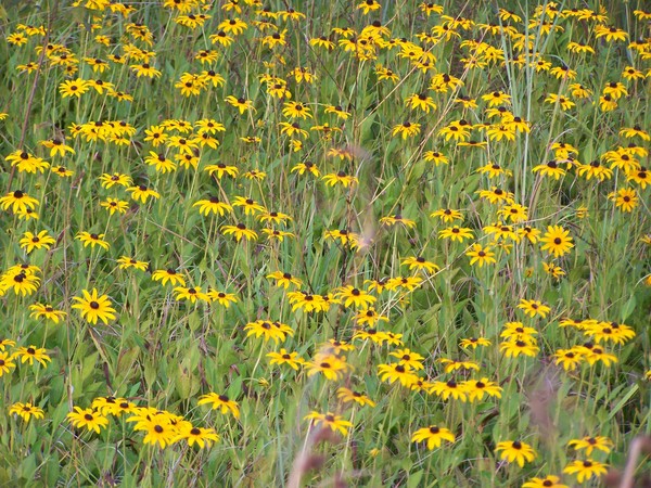 Black Eyed Susan Fields