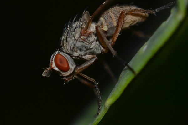 fly