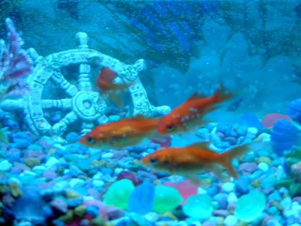 goldfish