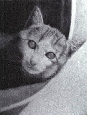 Cat 23