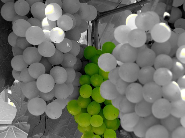 Green is beautifull