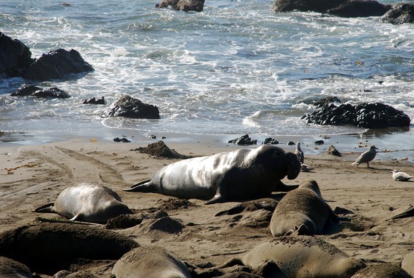 San Simeon, Sea Lions