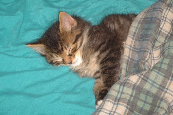 ziggy taking his nap