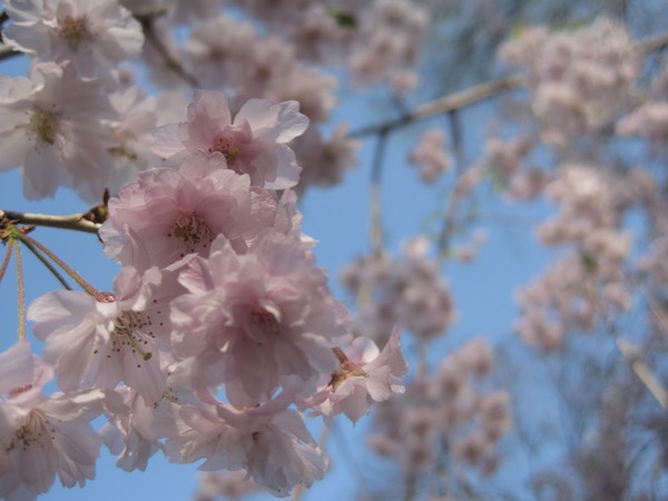 Bella Blossoms