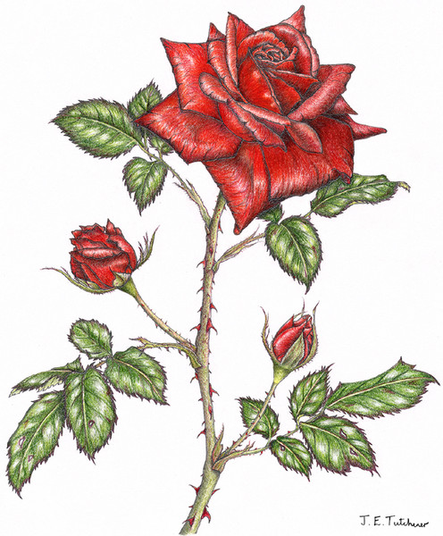 Rose 'Jocelyn'
