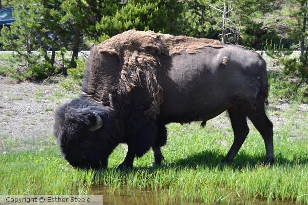 American Bison