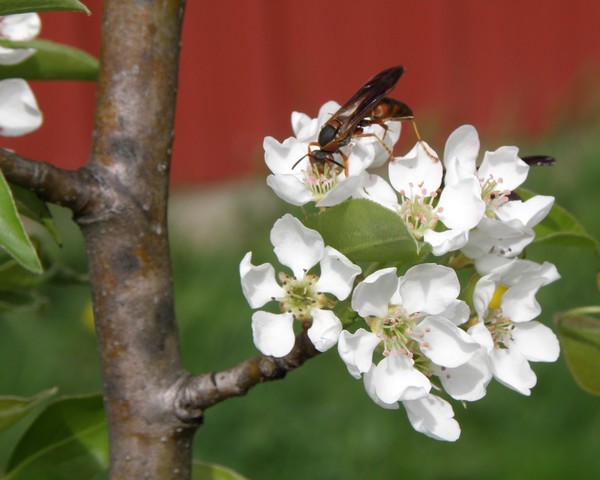 Wasp on Pear Blossom 