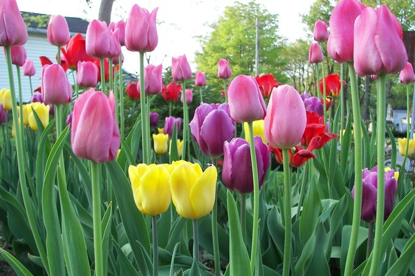 Spring Tulips