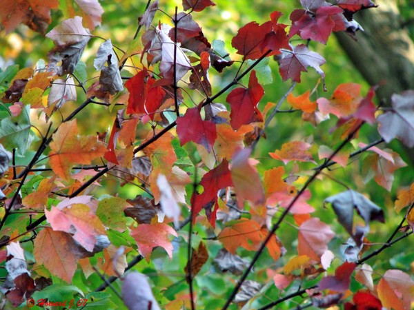 Beginning Of Fall