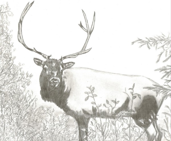 Bull elk staring me down