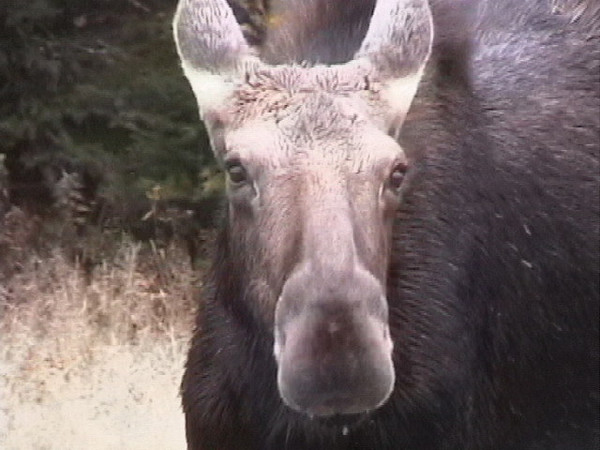 moose 3