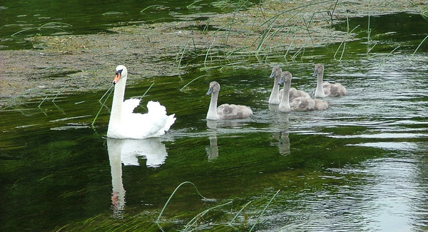 Swanning about on the River