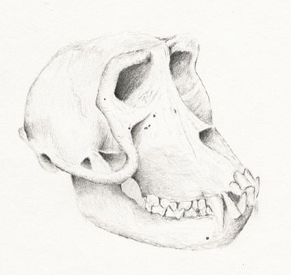 skull01
