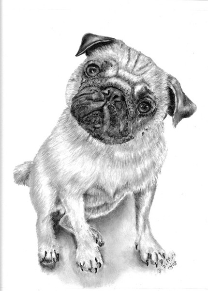 My Pug