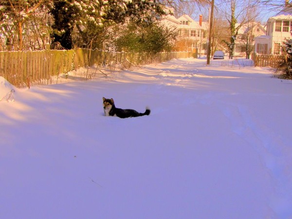 Sammy surfs the snow.
