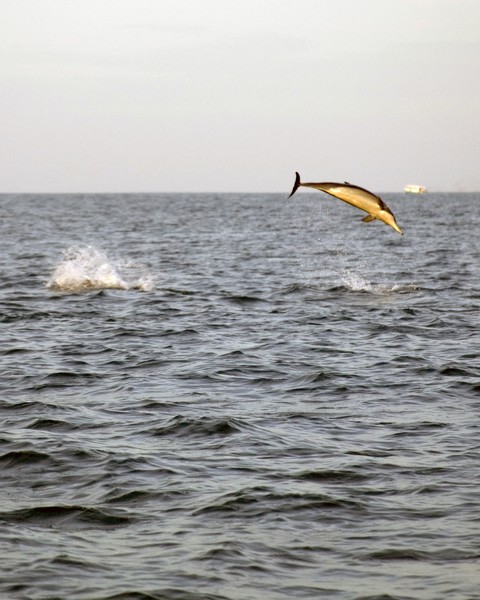 Leaping Not Drowning