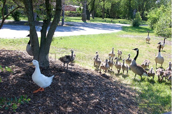White Duck with Geese Friends Photo