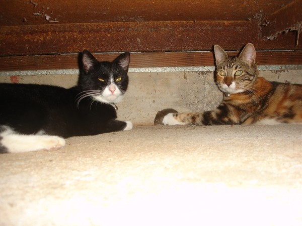 The Cat Team 0001
