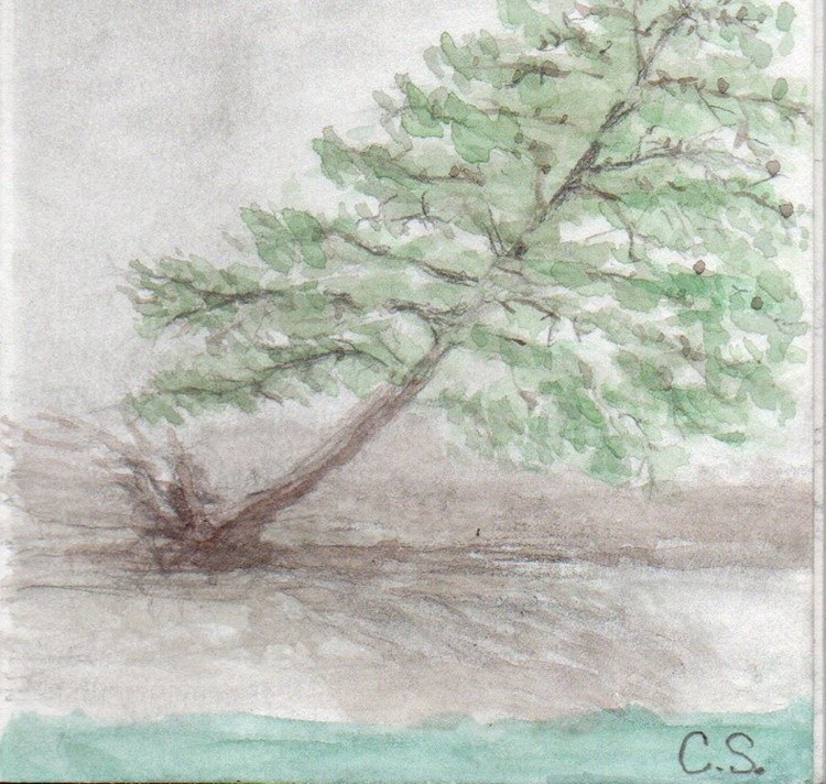 pine tree galtons branch