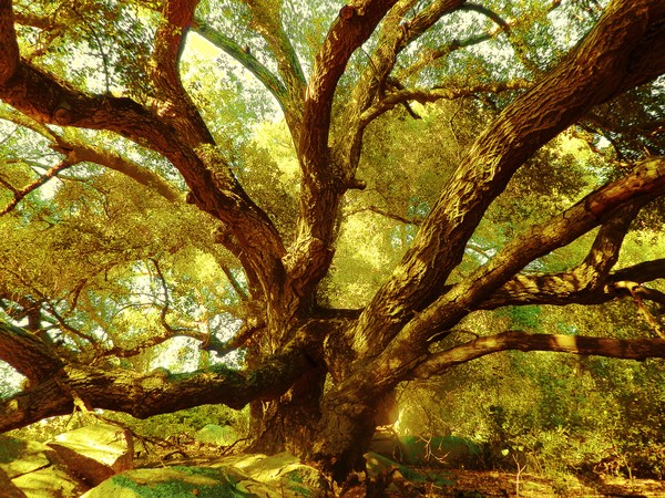 Magic Tree
