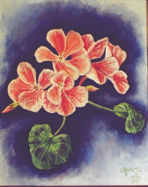 pink geraniums 