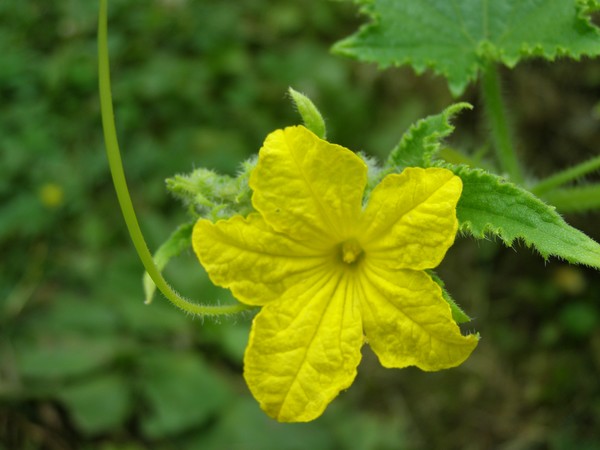 Kooky Cucumby (1)