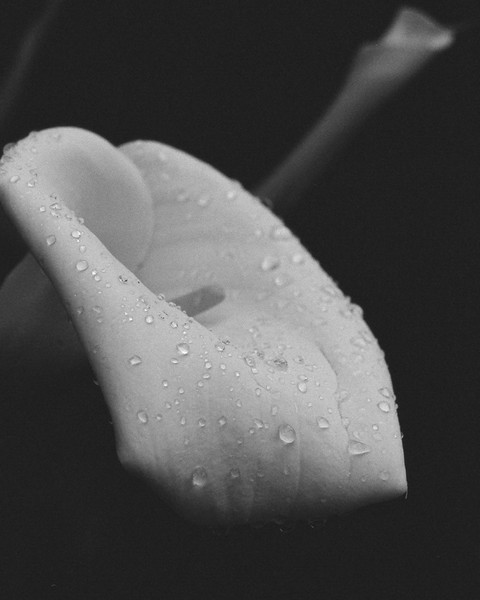 Morning's Dew