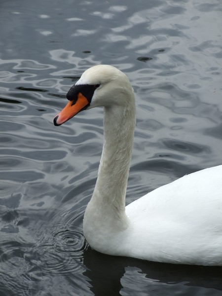 swan