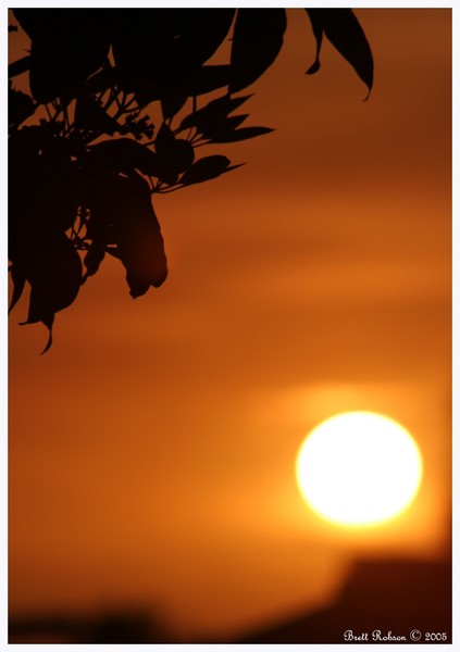 Sun Dreaming