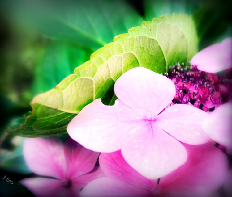 Softly pink
