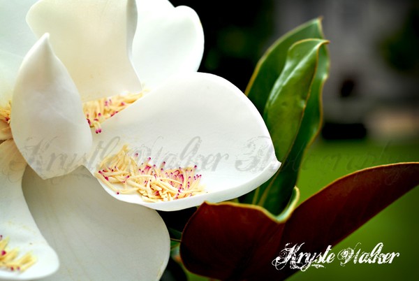 Magnolia I