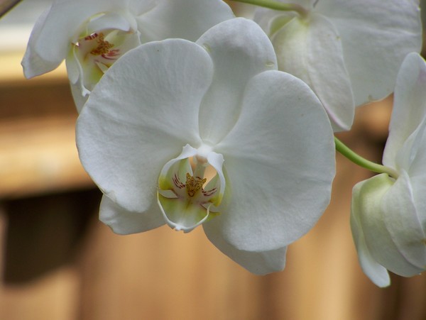 White Beauty