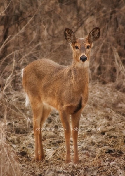 Deer