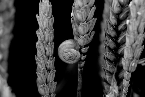 Strange grain... 